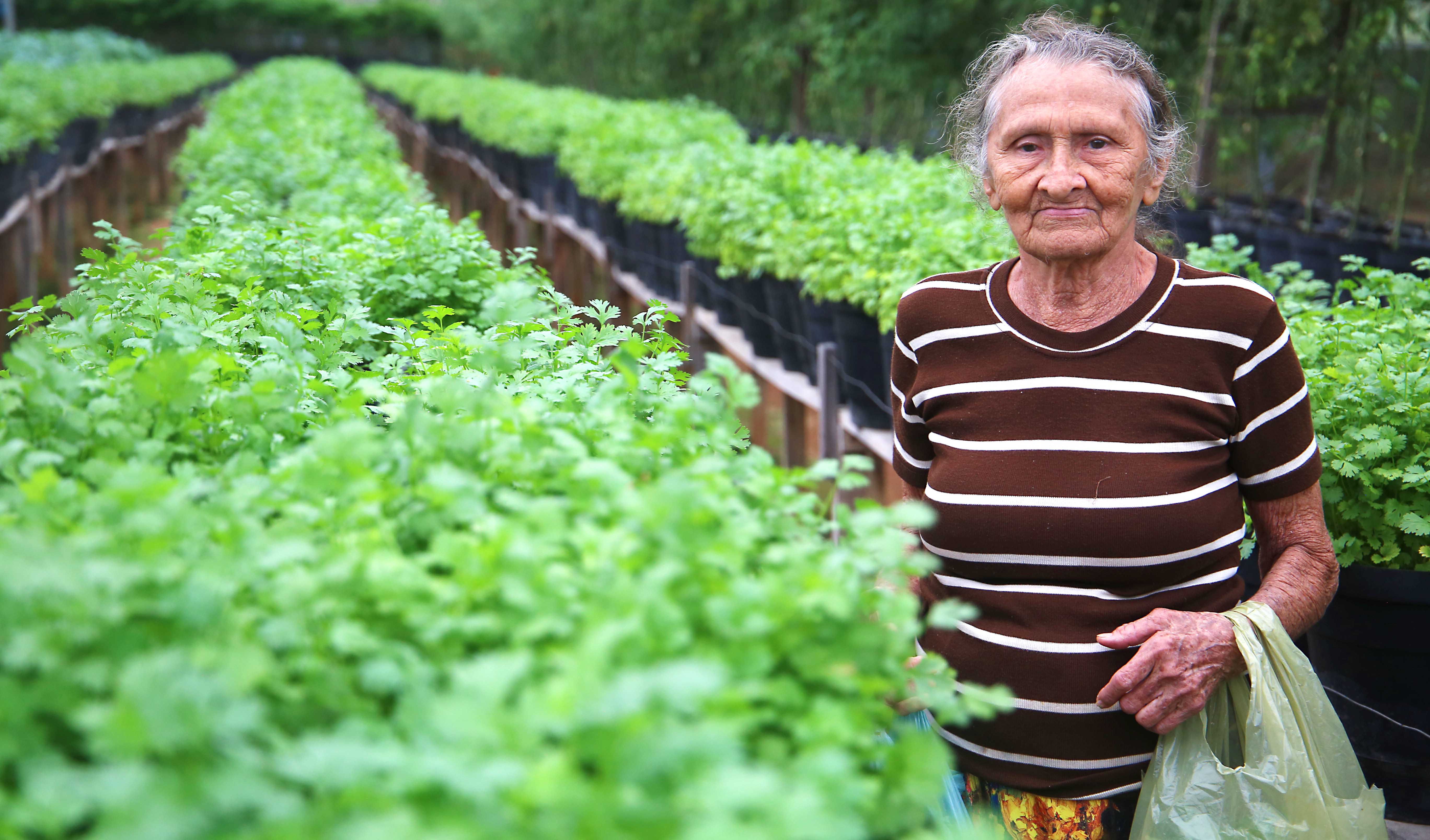 mulher segura sacolas com verduras e legumes